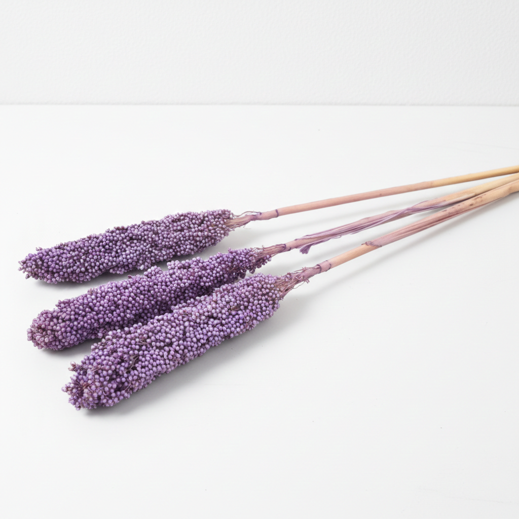 Sušený čirok Indian Corn v lila odstínu – elegantní přírodní dekorace